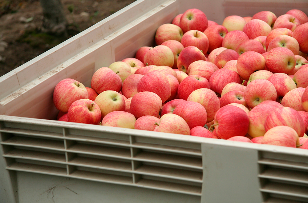 manzanas
